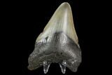 Bargain, Fossil Megalodon Tooth - North Carolina #129965-1
